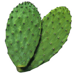 ar&ocirc;me-cactus